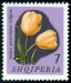 ALBÁNIE (7). správně má být Tulipa gesneriana